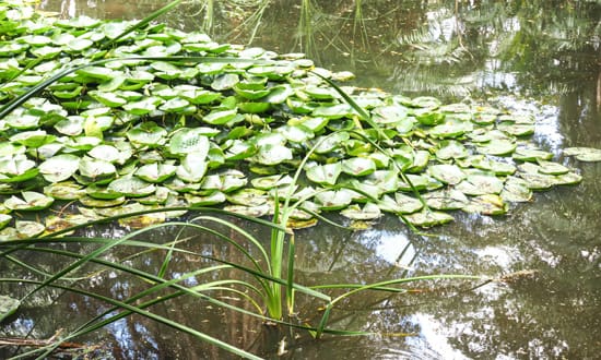 Frogbit