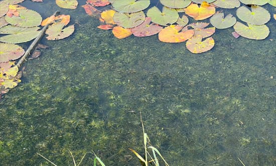 Hornwort