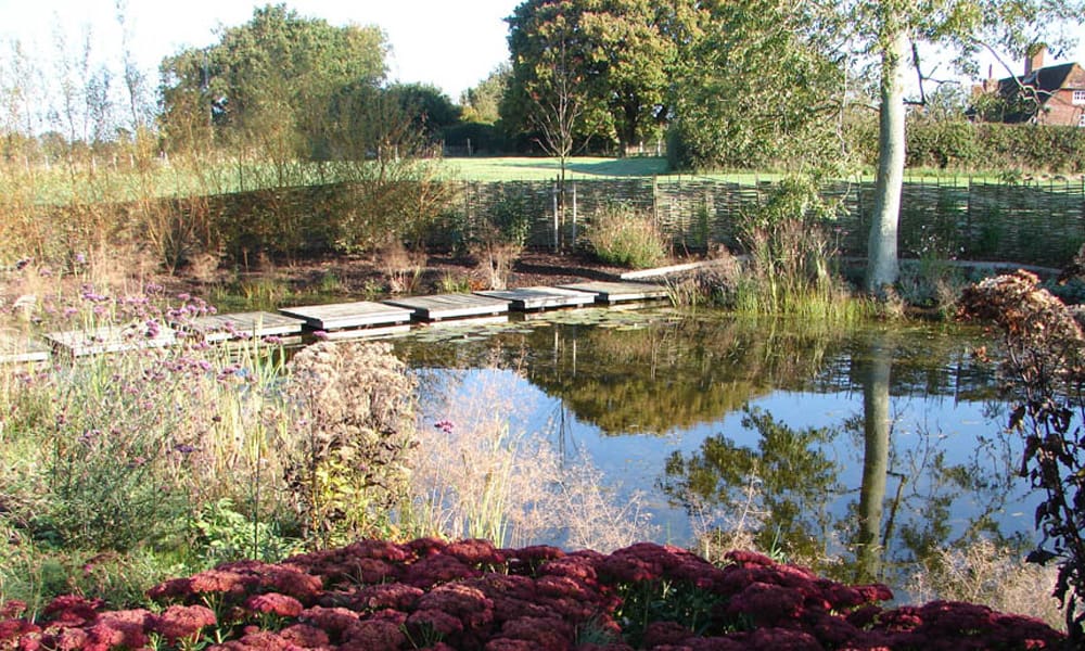 The Best Plants for a Natural Pond in the UK
