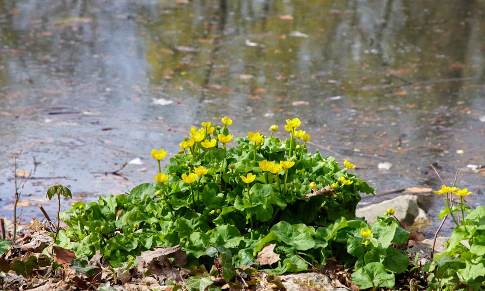 Choosing Plants for a Wildlife Pond