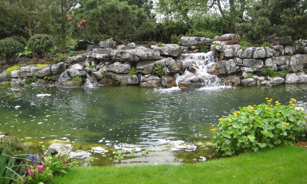 Why Planting Is Important for a Natural Pond
