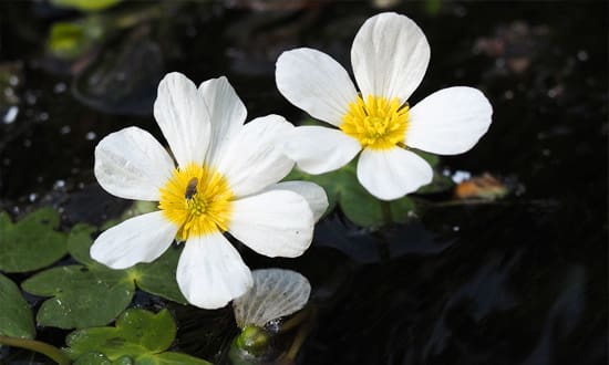 Water Crowfoot