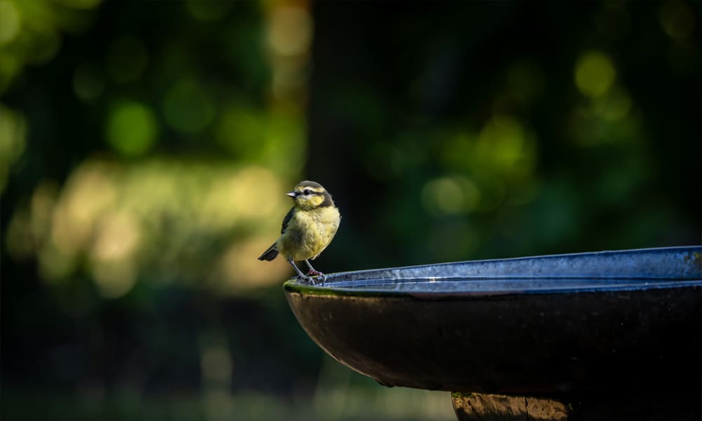 Water Features That Attract Wildlife to Your Garden